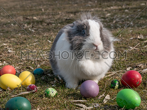 Dutch bunny near the multicolor Easter eggs
