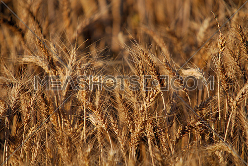 wheat and blue sky   (NIKON D80; 6.7.2007; 1/250 at f/6.3; ISO 100; white balance: Auto; focal length: 420 mm)