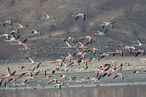 The greater flamingo (Phoenicopterus roseus )is the most widespread species of the flamingo family. It is found in Africa on the Indian subcontinent in the Middle East and Southern Europe