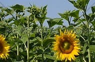 One open yellow sunflower flower head over background of green young fresh new sunflower buttons and buds in the field under clear blue sky