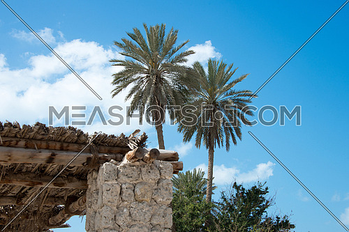 palm trees and old rural building in uae