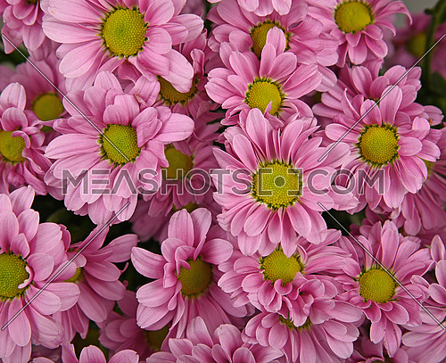 Close up background pattern of fresh pink chrysanthemum or marguerite flowers, elevated top view, directly above