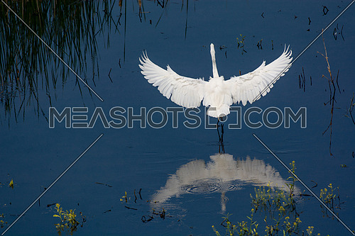 Great Egret (Ardea alba) standing on shoaliness