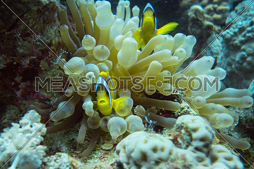 clown fish in soft corals