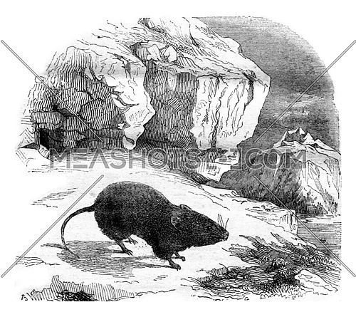 The Vole merges, Arvicola nivalis, recently discovered in the high Alps, vintage engraved illustration. Magasin Pittoresque 1843.