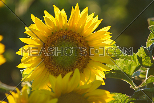 sunflower at sunny day   (NIKON D80; 6.7.2007; 1/320 at f/6.3; ISO 400; white balance: Auto; focal length: 500 mm)