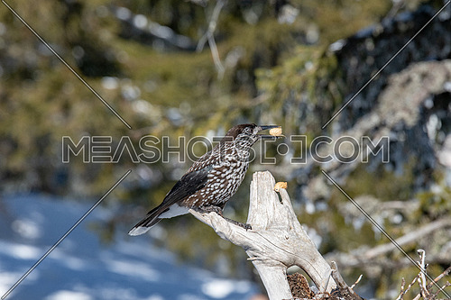 Spotted Nutcracker (Nucifraga caryocatactes) in winter forest.