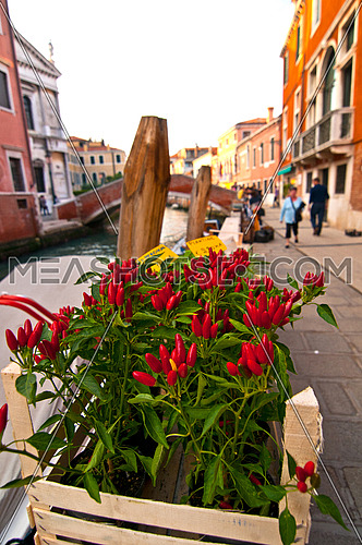 Venice Italy red chili pepper plants close up