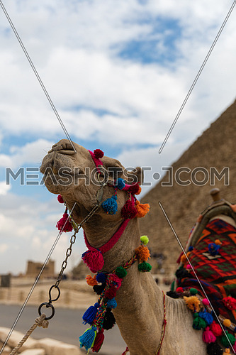 A camel with the View of the Giza Pyramids in Egypt.