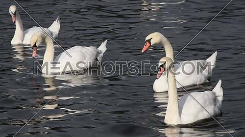 Close up group of several beautiful white swans swim, float and row in water with waves and ripples, low angle view