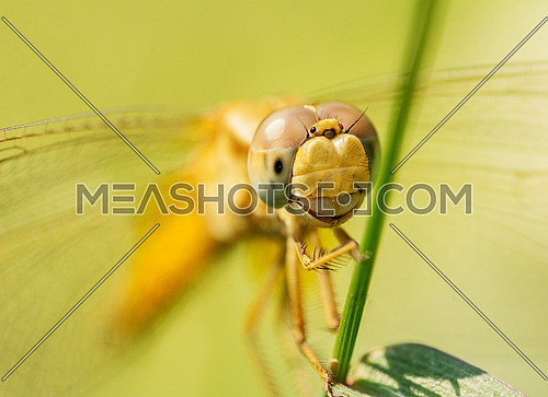 A close up shot on a Dragon Fly