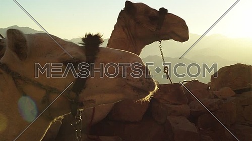 Close up- shot for camel setting in Camels rest area in Sinai Mountain at day.