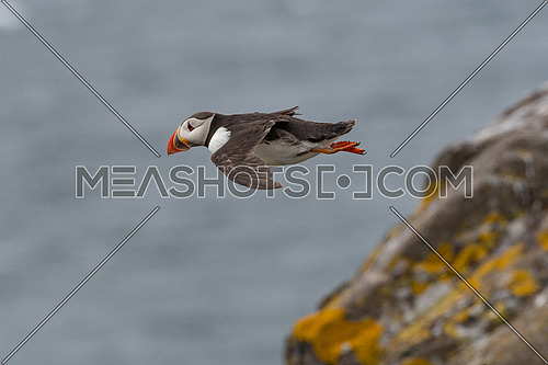 Puffin (Fratercula arctica) flying back to nesting colony