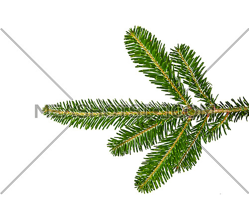 Close up fresh green branch of spruce or pine tree isolated on white background