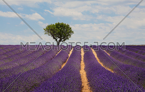 Purple blooming lavender field of Provence, France, in day time with beautiful scenic sky and tree on horizon