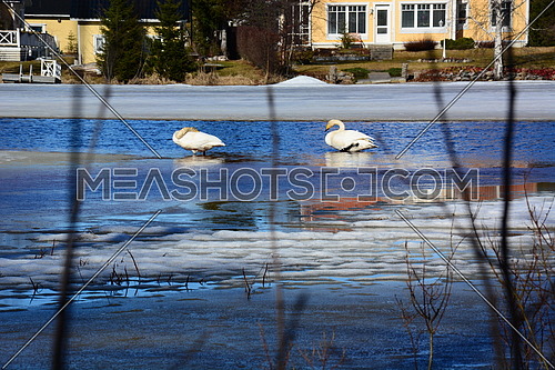 geese in a cold lake