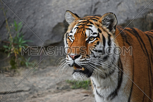 Close up profile portrait of one young Siberian tiger (Amur tiger, Panthera tigris altaica) looking at camera, low angle side view