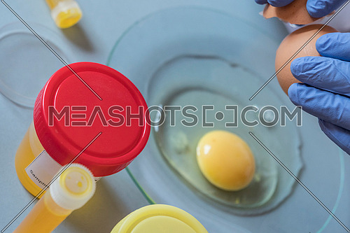 Scientist at laboratory investigates the crisis caused by the fraud of the contaminated eggs with fipronil in Spain