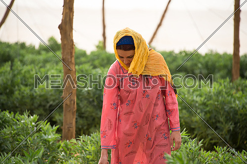 a female egyptian farmer walking arround in the farm between plants