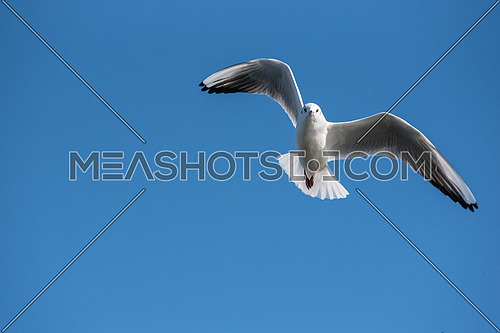 Black-headed gull (Chroicocephalus ridibundus)  in flight. Flying towards camera.  Nature and wild bird image.