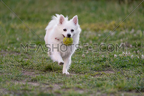 White Mini Spitz  running  Close-up view of  dog