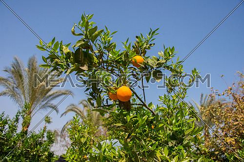 Oranges hanged on a tree