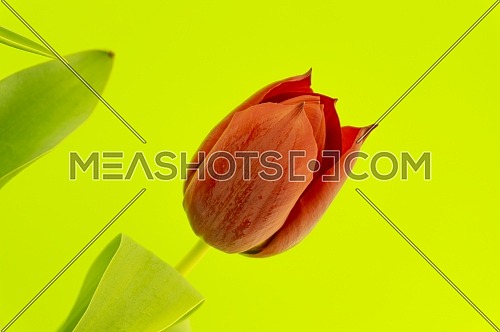 Red tulip on green chromakey background with copy space