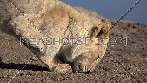 View of a lion smelling the ground