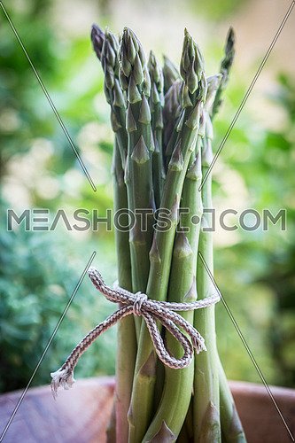 Green asparagus in spring, conceptual image
