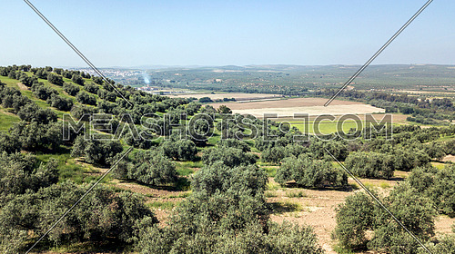Countryside of the olive trees near mengibar, province of Jaen, Spain