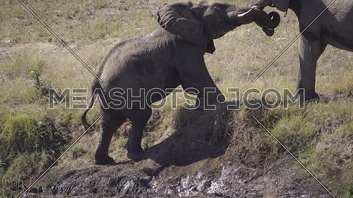 View as two elephants interact on a river bank