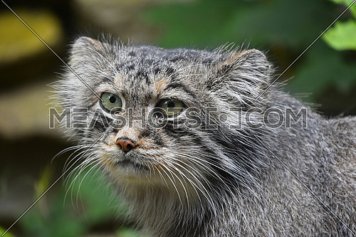 Close up portrait of one cute Manul kitten (The Pallas's cat or Otocolobus manul) looking at camera, low angle view