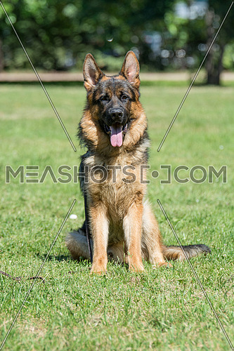 German Shepherd sitting on the green grass. Selective focus on the dog