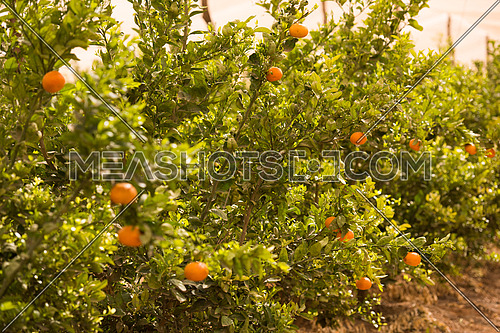 large farm mandarins in the Middle East
