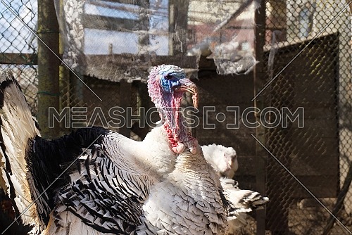 Angry turkey in an enclosure in a farmyard, close up low angle view