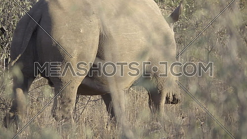 View of a group of endangered Rhinos walking away