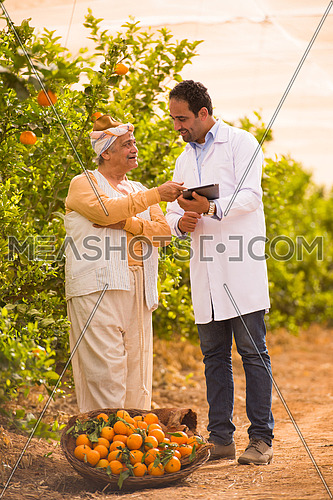 portrait of an elderly middle eastern farmers and young man on a farm tangerine with a smile on their faces