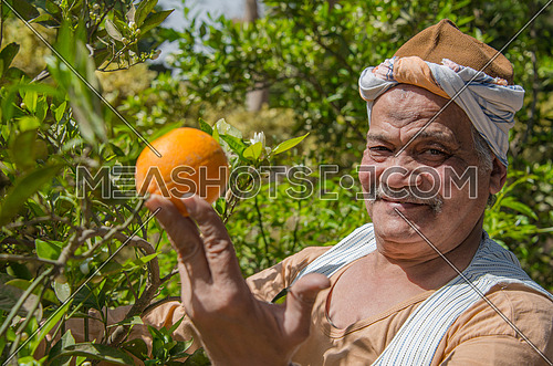 Egyptian farmer looking at oranges on a tree