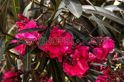 a close up for plants in a Garden in Cairo, Egypt showing green leaves , flowers in violet or pink colors