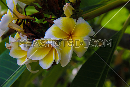 a closeup for a jasmine flower in a garden