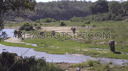 Scene of a river bank with herd of elephants