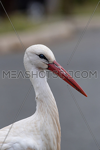 Animal portrait of white stork (Ciconia ciconia) bird outdoors in nature.