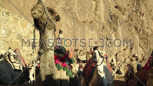 Close up- shot for camel setting in Camels rest area in Sinai Mountain at day.