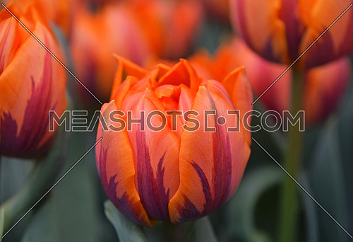 Fresh springtime orange, brown and purple tulip flowers with green leaves growing in field, close up, high angle view