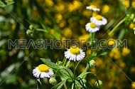 Wild meadow chamomile flowers shaking and trembling in the wind over green background of field, close up