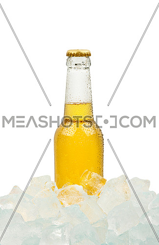 Close up one clear glass bottle of cold lager beer on ice cubes at retail display isolated on white background, low angle side view