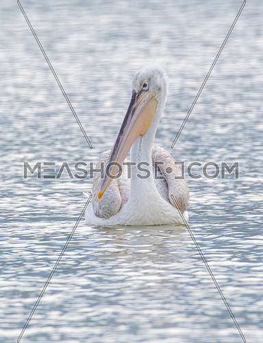 Close-up portrait of Dalmatian pelican (Pelecanus crispus). Large silvery-white bird with curly nape feathers and huge bill with orange pouch.