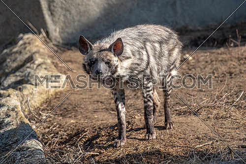 Striped hyena (Hyaena hyaena sultana). African animal