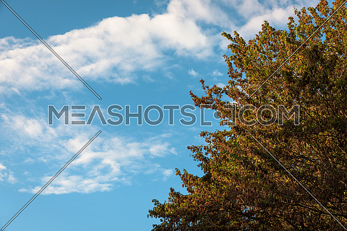 Autumn leaves with the blue sky background,Milan italy.