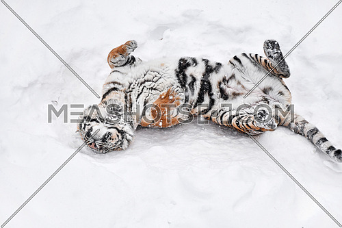 One young female Amur (Siberian) tiger playing and rolling in fresh white snow sunny winter day, full length high angle view